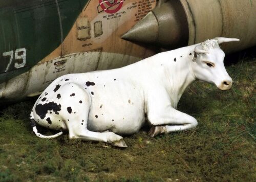 Royal Model RM748 Cow lying down