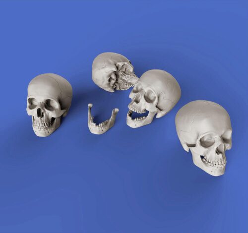 Royal Model RM853 Skulls