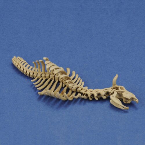 Royal Model RM1046 Cow skeleton n.1  3D printed