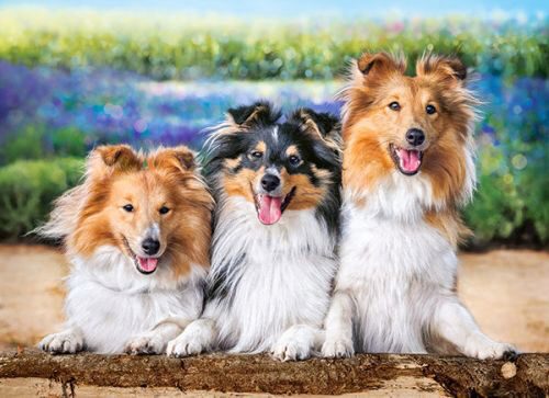 Castorland B-222117 Shelties in the Lavender Garden, Puzzle 200 Teile