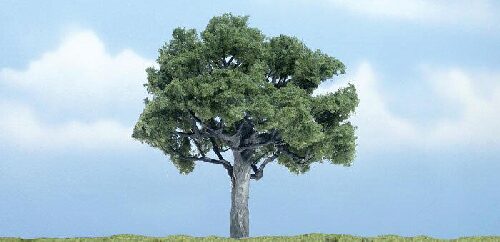 Woodland TR1622 1 Walnussbaum   10 cm